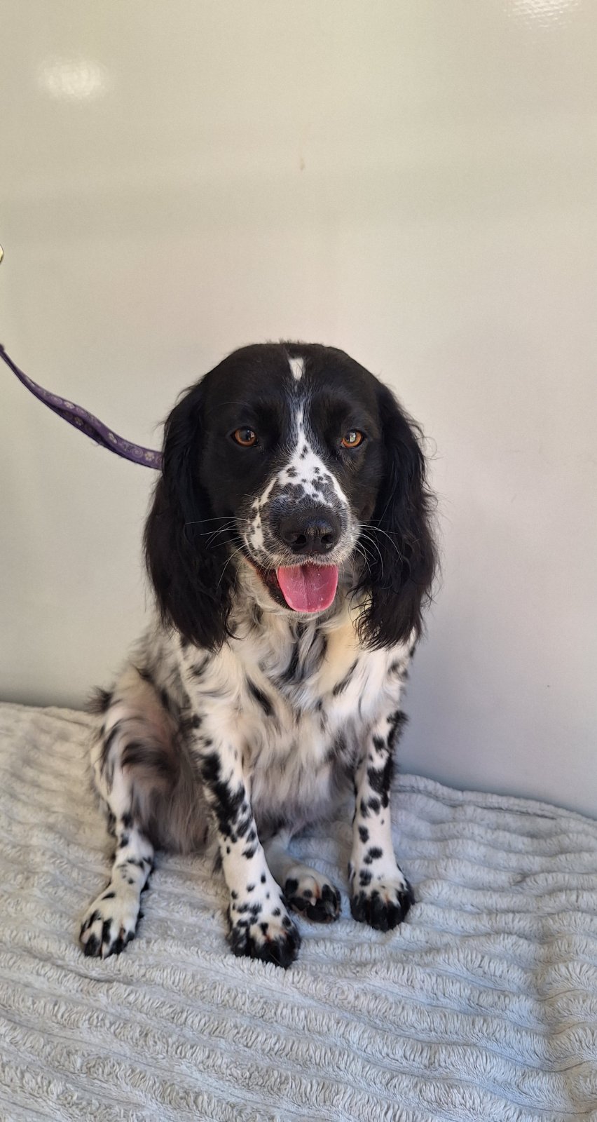 Jo's Dog Grooming grooming photo 3