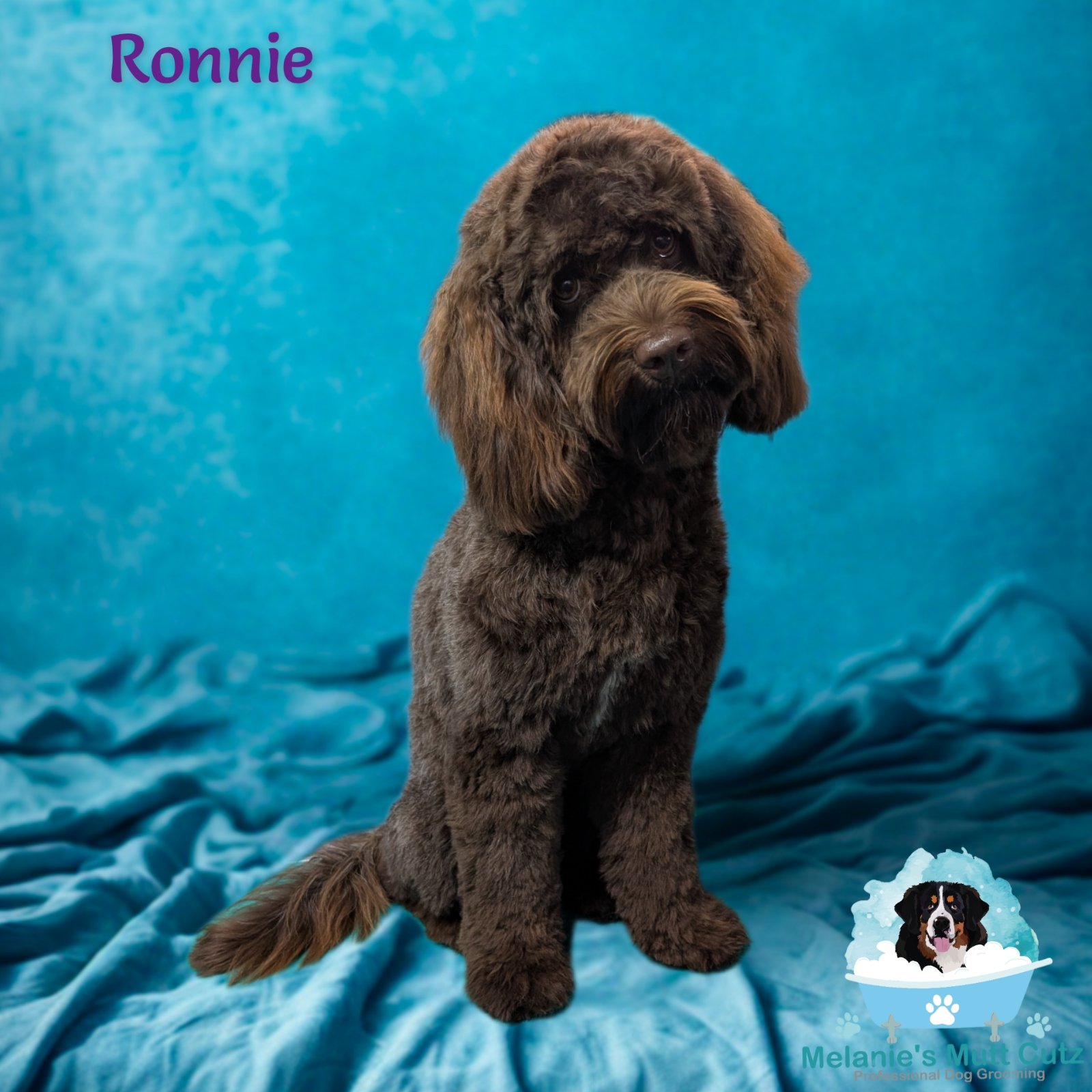 Melanie's Mutt Cutz grooming photo 6