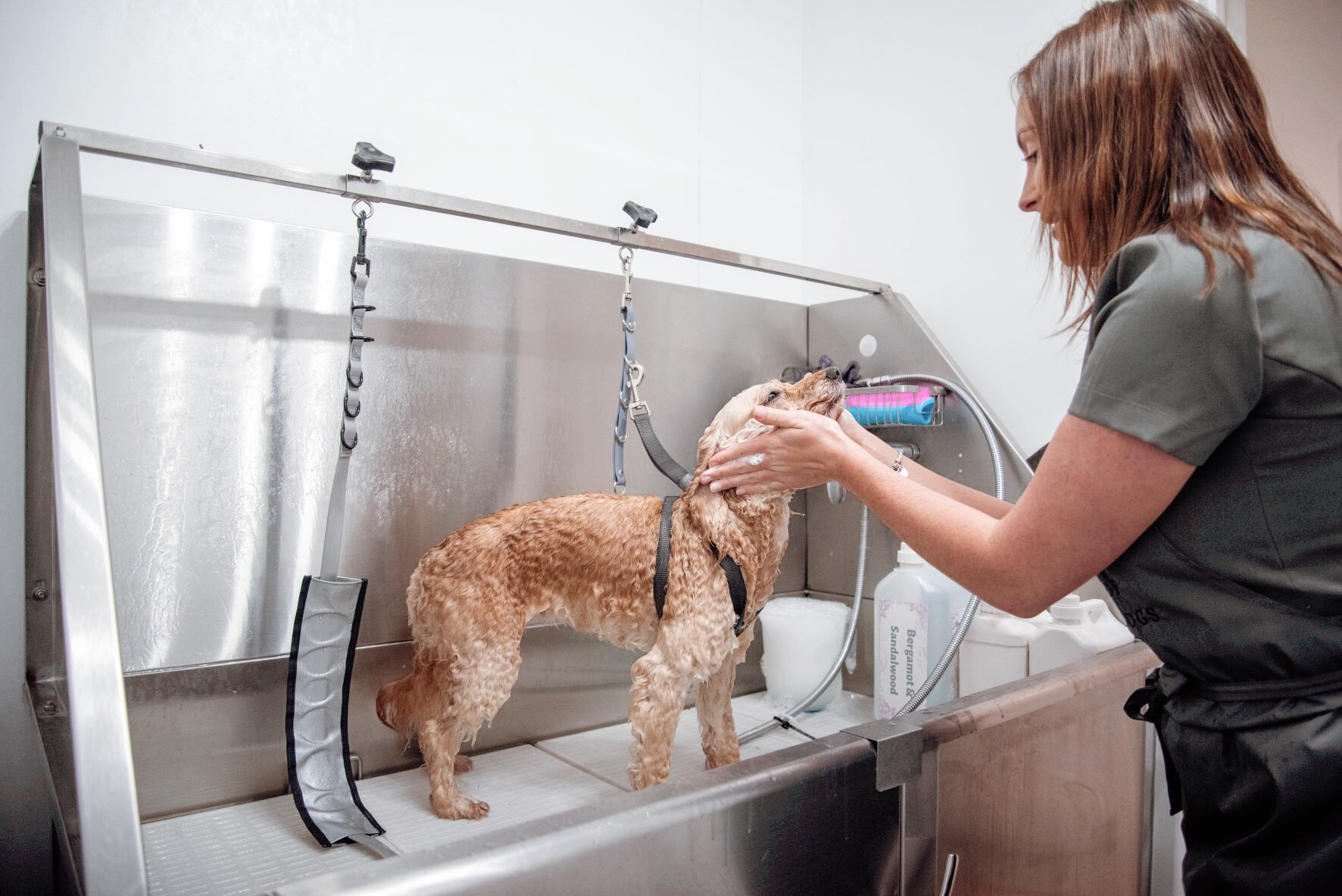 House of Dapper Dogs grooming photo 4