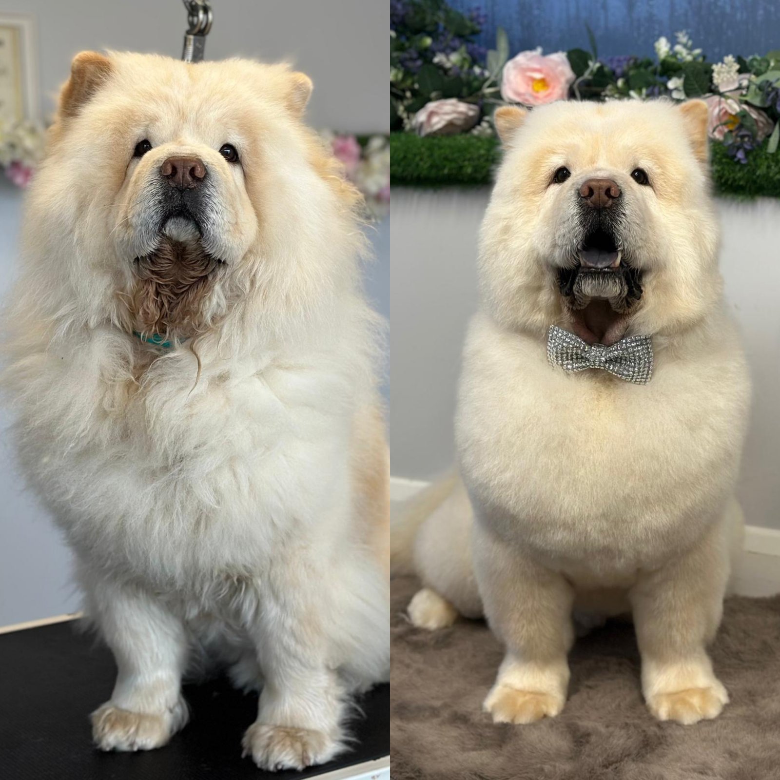 Felpham Dog Groomers grooming photo 2