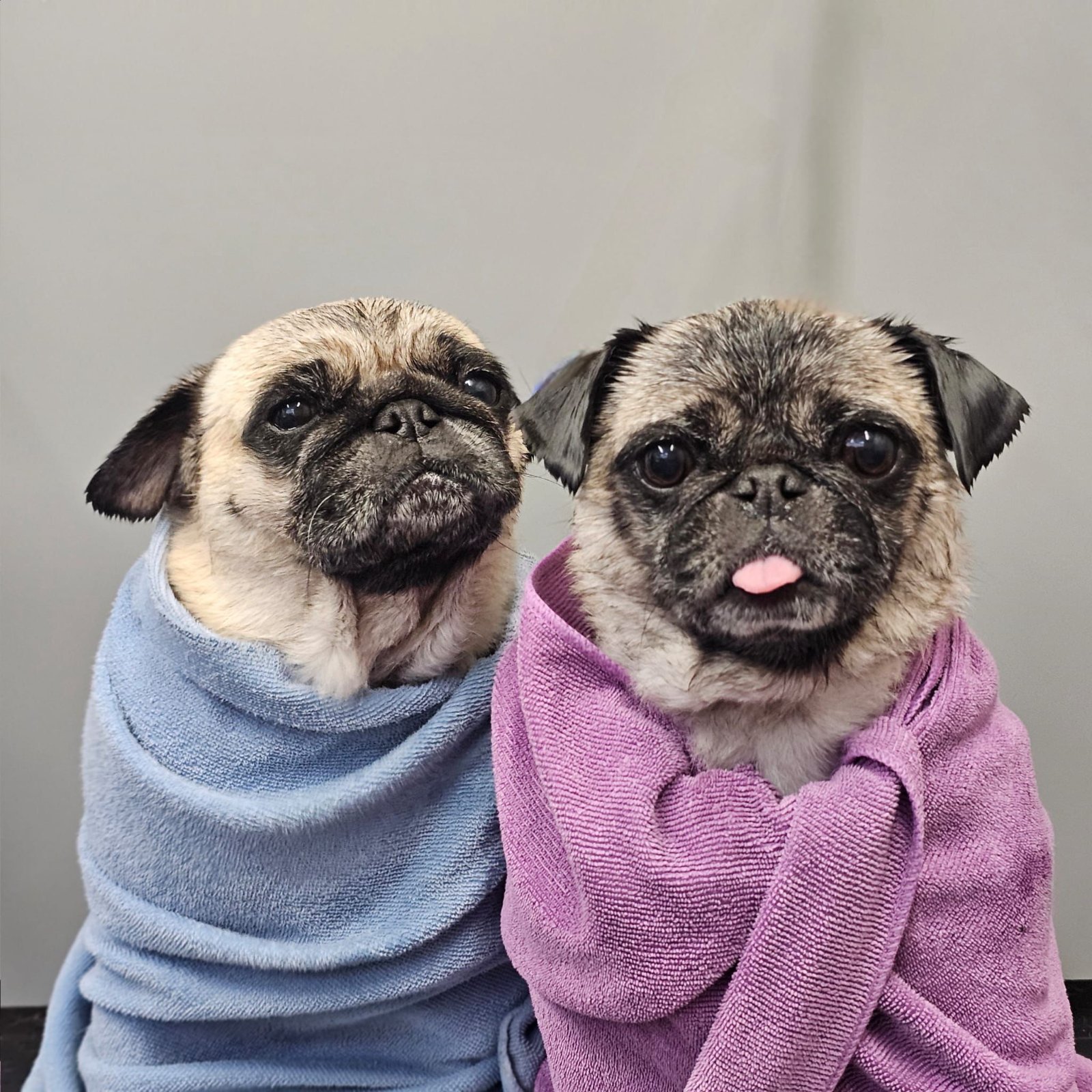Felpham Dog Groomers grooming photo 7