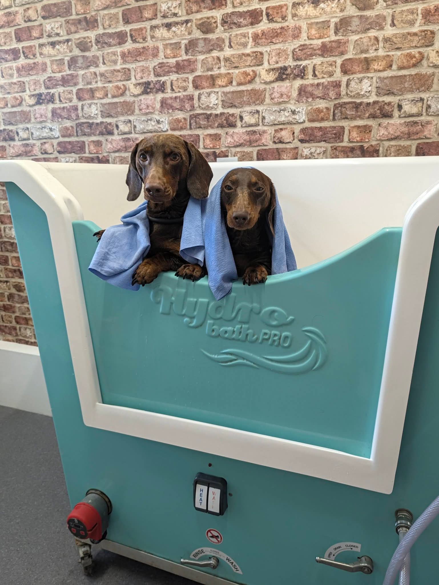 Harvey's Pet Grooming grooming photo 2