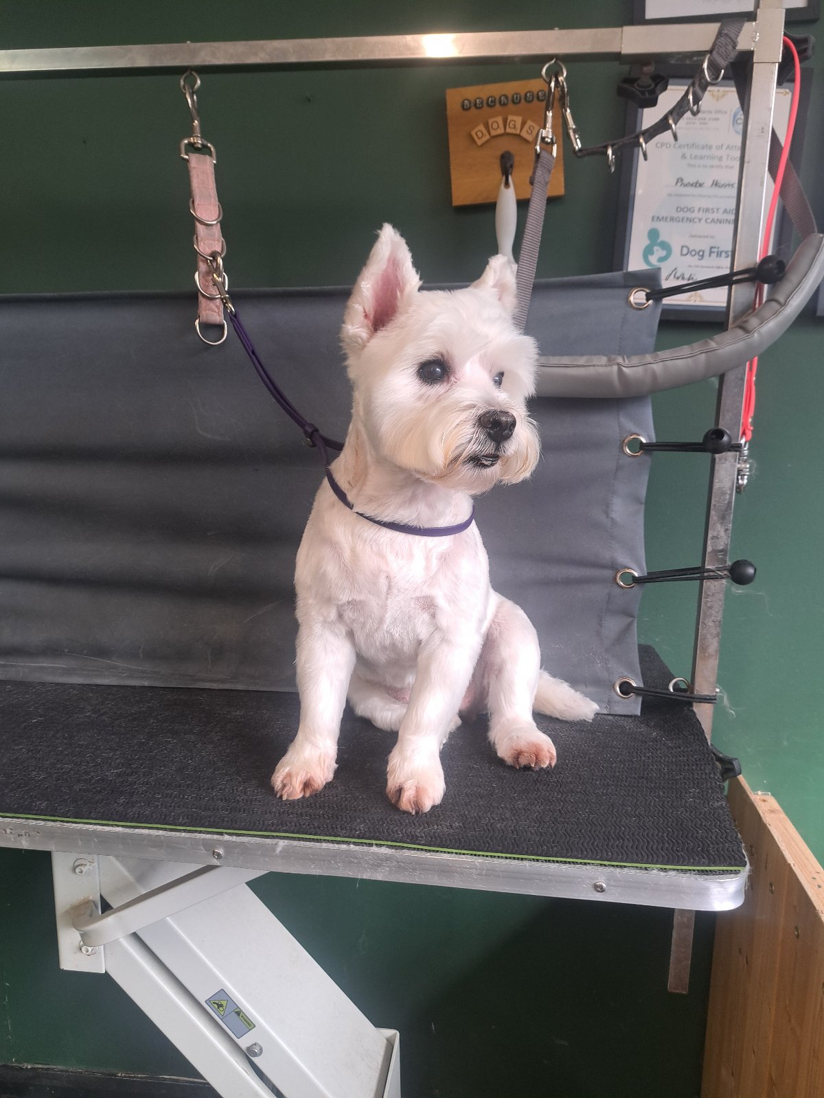 Sitting Pretty Dog Grooming grooming photo 3