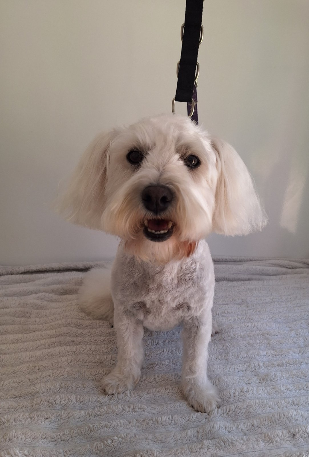 Jo's Dog Grooming grooming photo 2