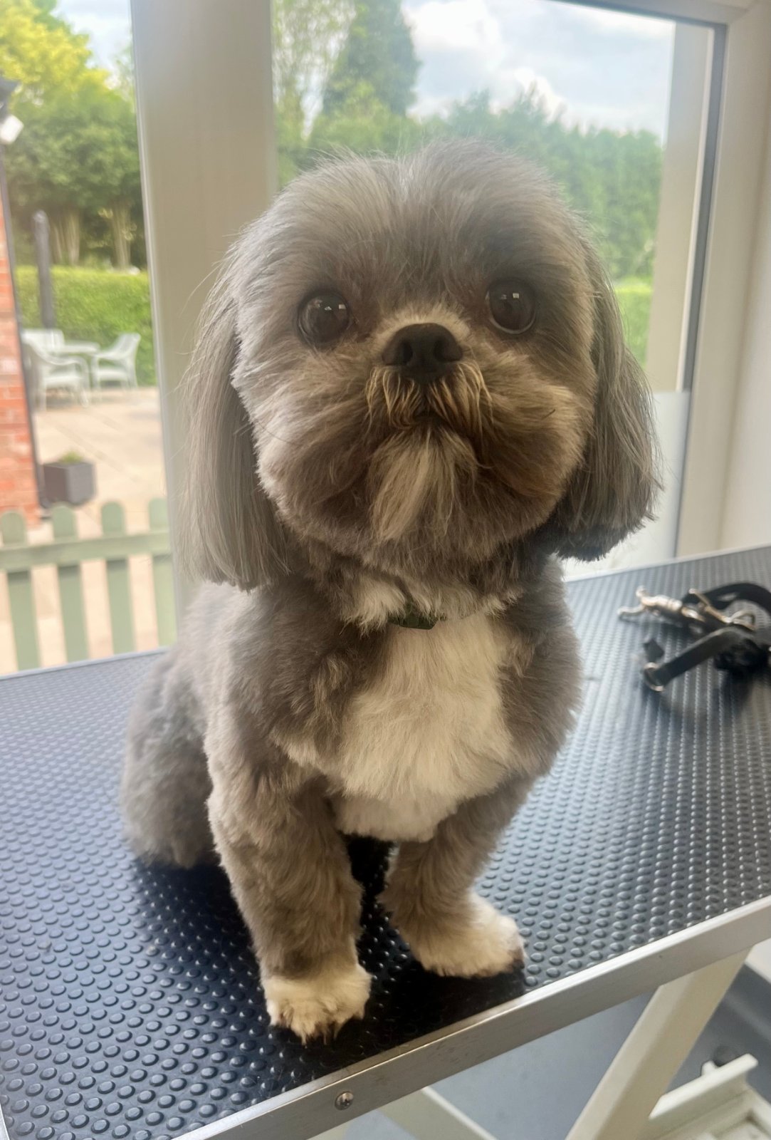 Paws Glorious Paws Dog Grooming grooming photo 8