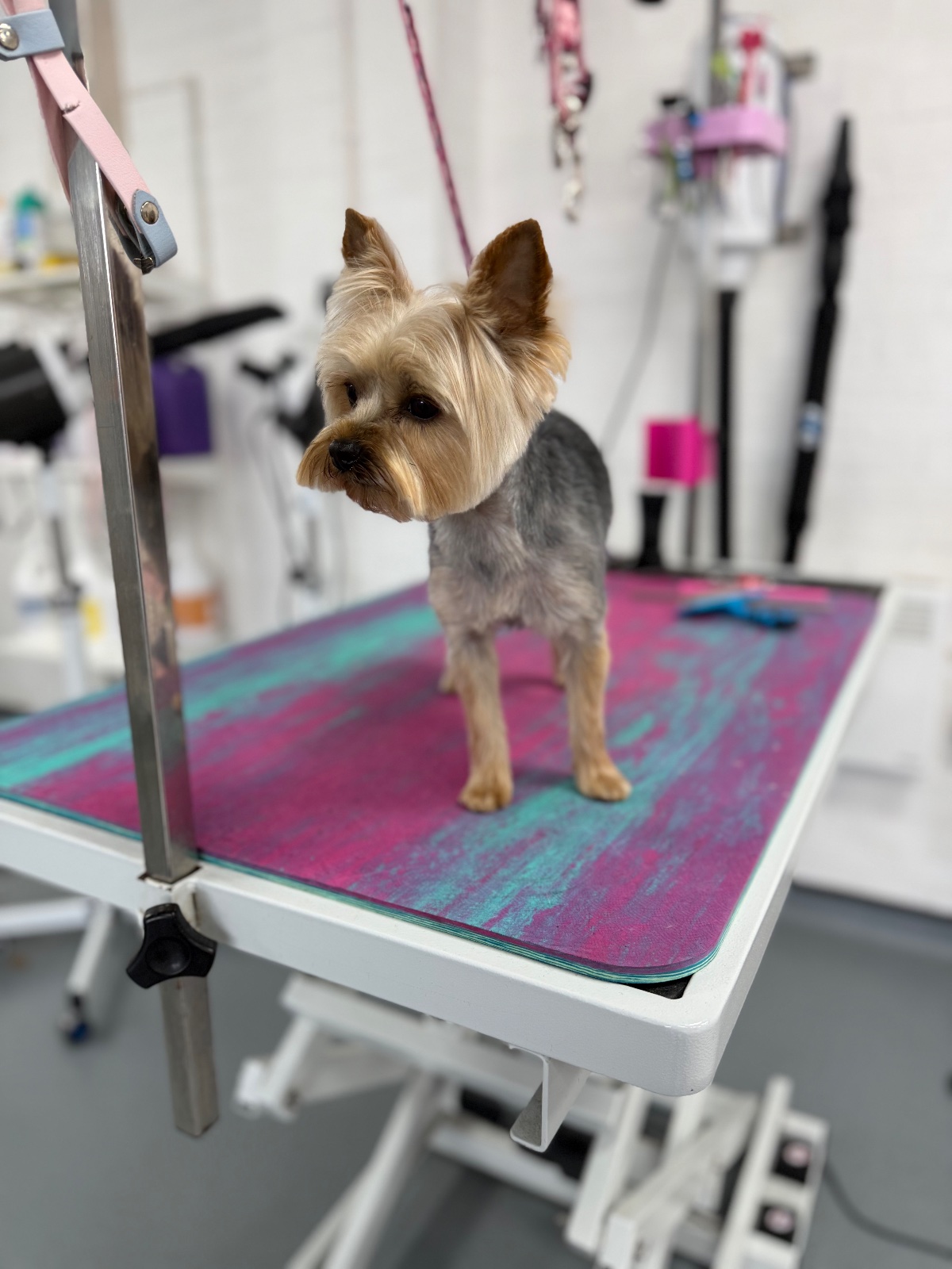Fluffingtons Dog Spa grooming photo 7