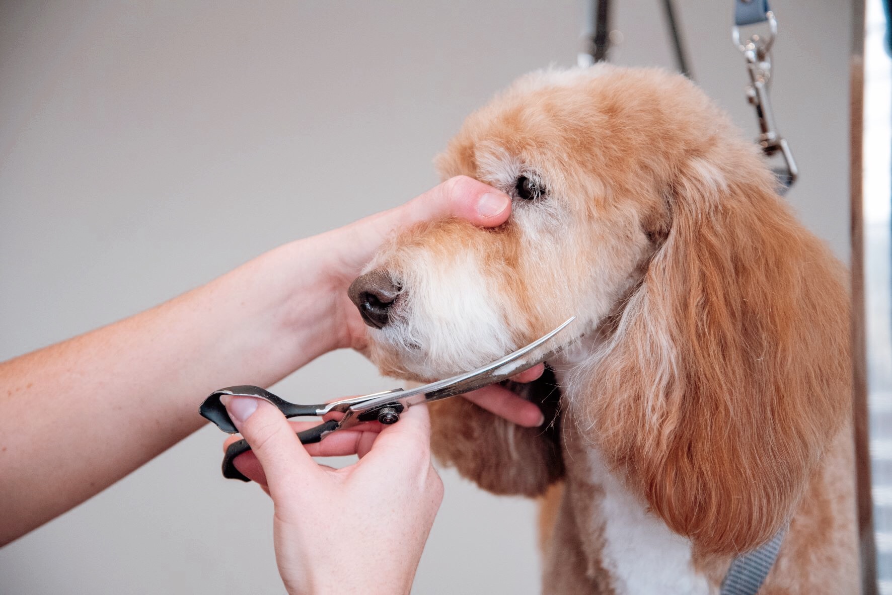 House of Dapper Dogs grooming photo 6