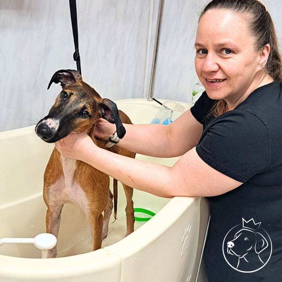 Dog and Throne grooming photo 7